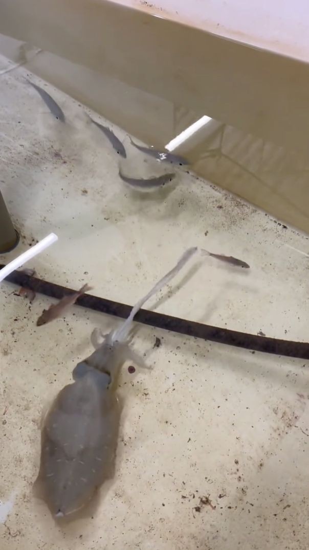 មឹកចាប់កូនត្រី