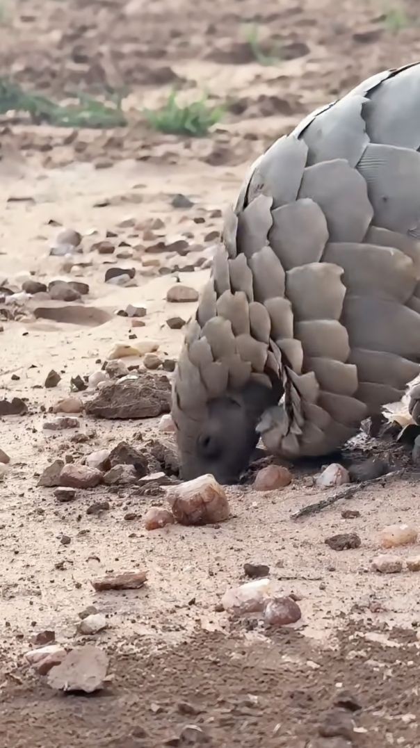 សត្វស៊ីស្រមោច