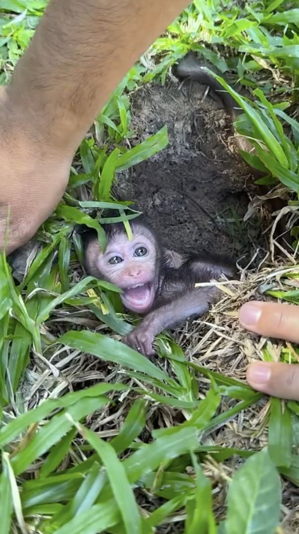 កូនស្វាកំសត់