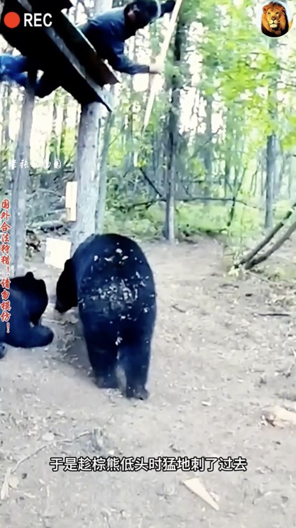 សម្លាប់សត្វព្រៃ