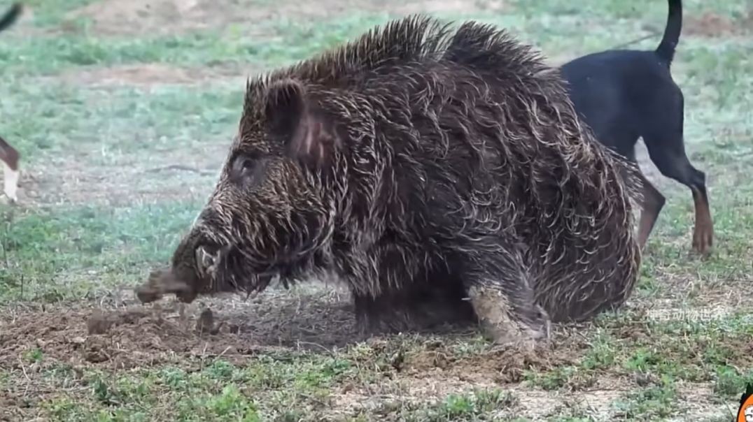 រដូវប្រម៉ាញ់ជ្រូកព្រៃ