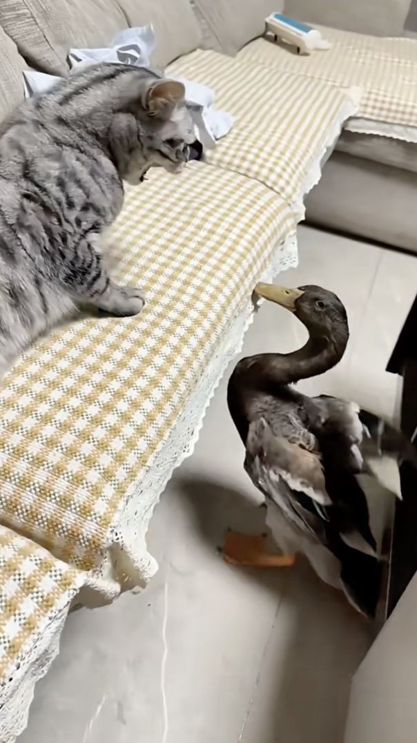 ឆ្មា vs ទា