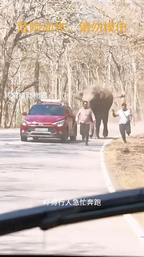 ពេលដំរីចុះប្រេង