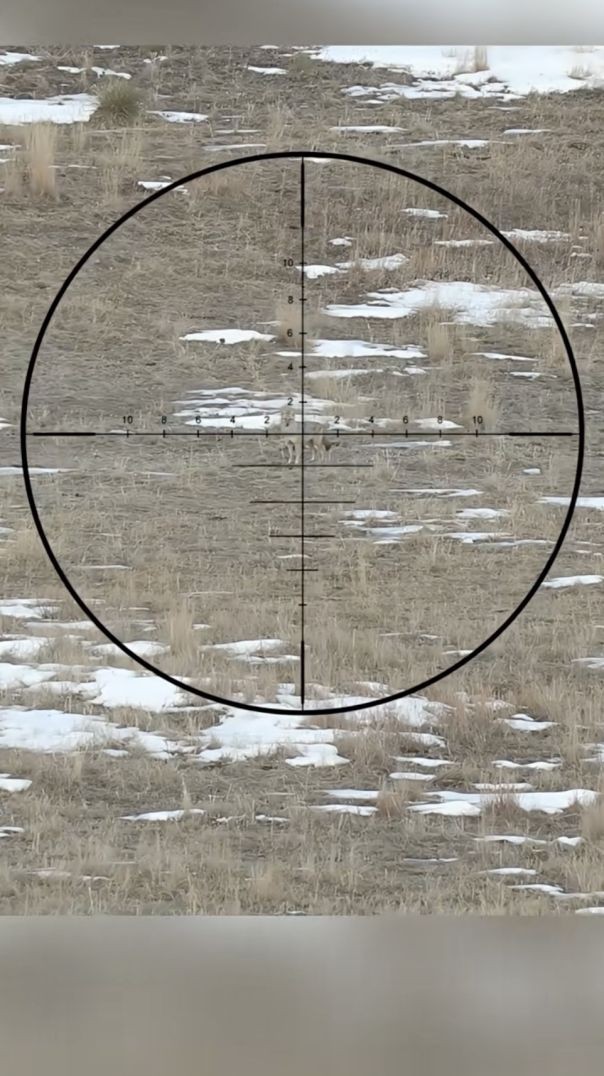 បាញ់សត្វ