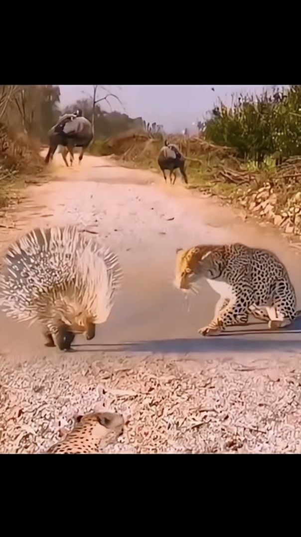 វីដេអូសត្វប្លែកៗ